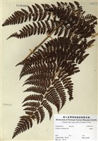 藏品(柄囊蕨)的圖片